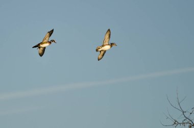 Ormanda ördekler düşük ağaçların üzerinden uçan çifti 