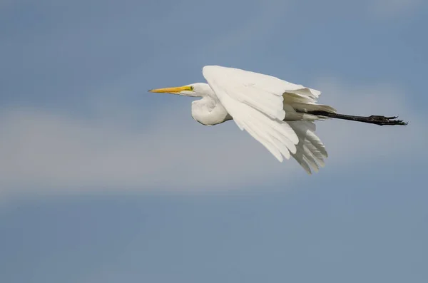 Witte grote zilverreiger vliegen in een blauwe lucht — Stockfoto