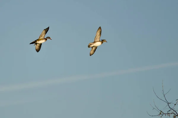 Par de patos madereros volando bajo sobre los árboles — Foto de Stock