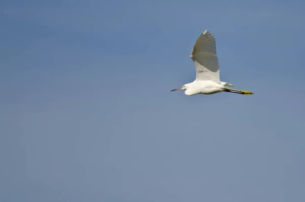 Aigrette neigeuse volant dans un ciel bleu — Photo