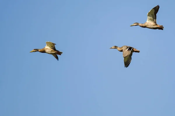 Tres patos Mallard volando en un cielo azul —  Fotos de Stock