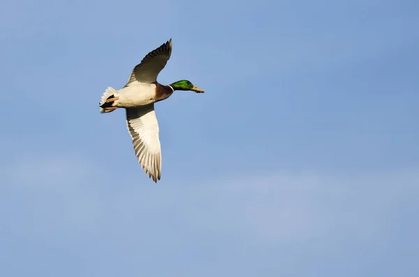 Pato Mallard Voando em um céu azul — Fotografia de Stock