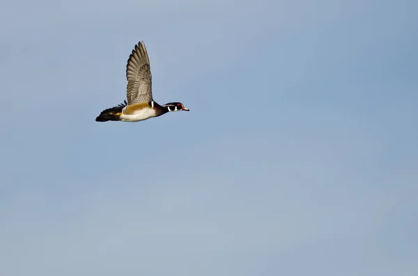 Pato de madeira masculino voando em um céu azul — Fotografia de Stock