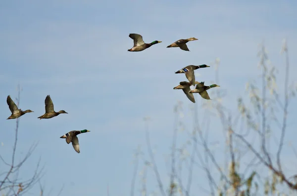 Bandada de patos Mallard volando bajo sobre los árboles — Foto de Stock