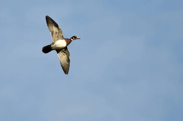 Pato macho de madera volando en un cielo azul — Foto de Stock