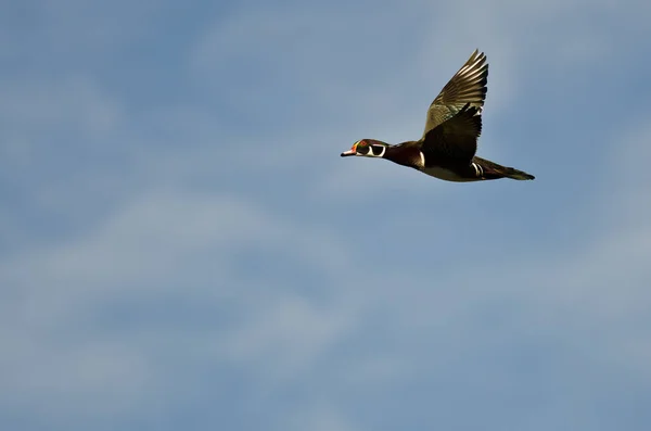 Pato de madeira masculino voando em um céu azul — Fotografia de Stock