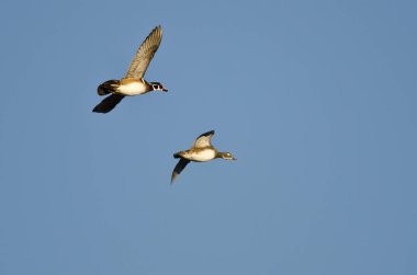 Bir çift ördek Mavi Gökte Uçuyor 