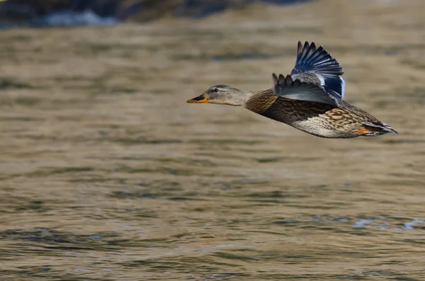 Anatra reale che vola basso sul fiume — Foto Stock