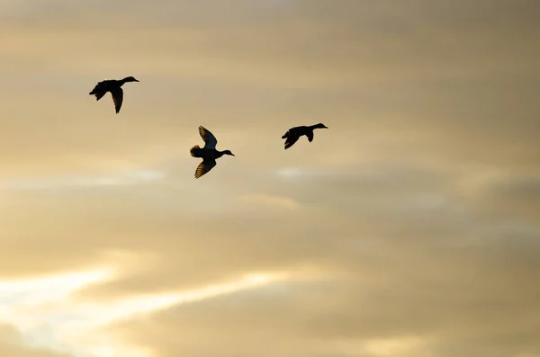 Anatre sagomate che volano nel cielo del tramonto — Foto Stock