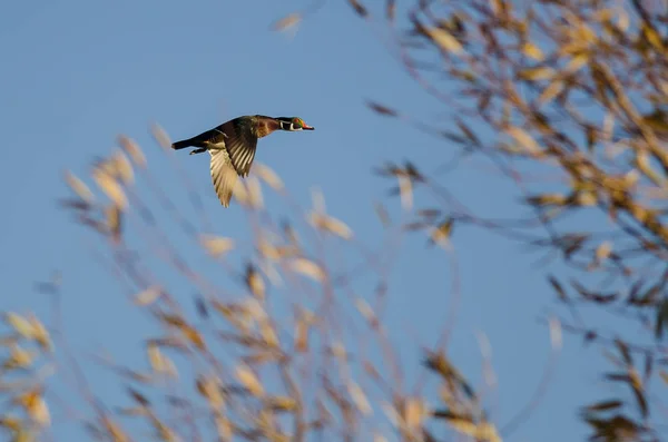Wood Duck flyger förbi höstträd — Stockfoto