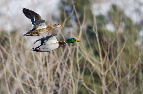 Pair of Mallard Ducks Flying Past the Snow Filled Winter Woods