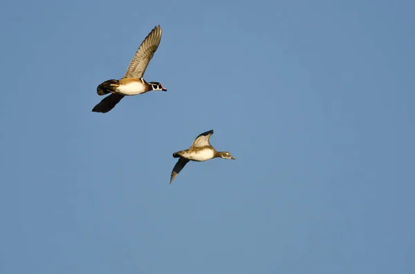 Par de patos de madera volando en un cielo azul — Foto de Stock