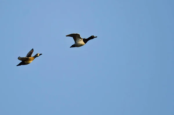 Par de patos con cuello anular volando en un cielo azul — Foto de Stock