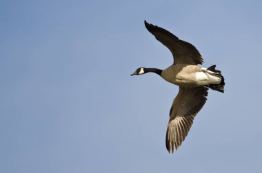 Kanada Kuğusu Mavi Gökte Uçuyor 