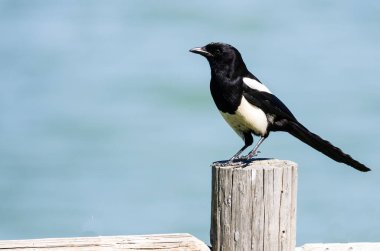Ahşap çit sonrası üzerinde tünemiş siyah gagalı Magpie 
