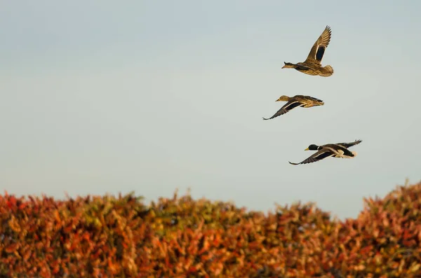 Canards colverts survolant la campagne d'automne — Photo