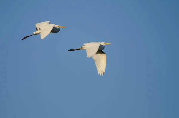 Пара великих гребешков, летящих в голубом небе — стоковое фото