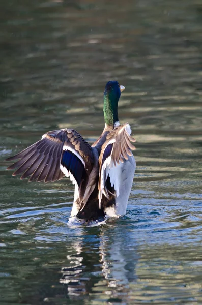 Masculino mallard pato alongamento seus asas enquanto no o lago — Fotografia de Stock