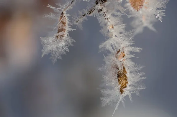 Icy Frost Crystals Clinging to the Frozen Winter Foliage — Stock Photo, Image