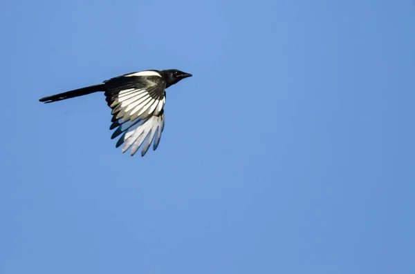 Gazza dalle fatture nere che vola in un cielo blu — Foto Stock