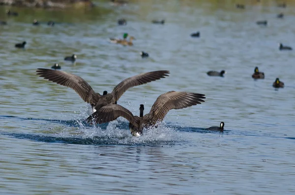 Två kanadagäss kommer in för landning i vattnet — Stockfoto