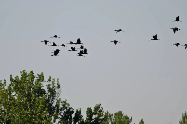 カオジロブロンズトキ沼低飛行の群れ — ストック写真