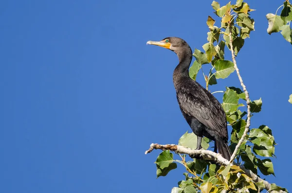 Duplo-Crested Cormorant empoleirado alta em uma árvore — Fotografia de Stock