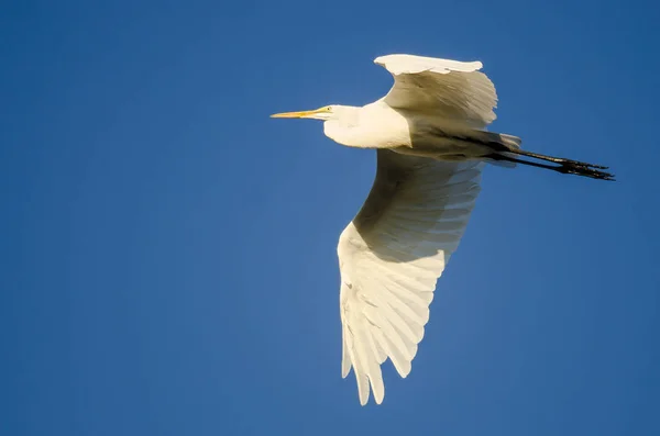 Great Egret Flying in Blue Sky — Stock Photo, Image