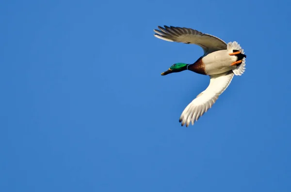 Masculino mallard pato voando em um céu azul — Fotografia de Stock