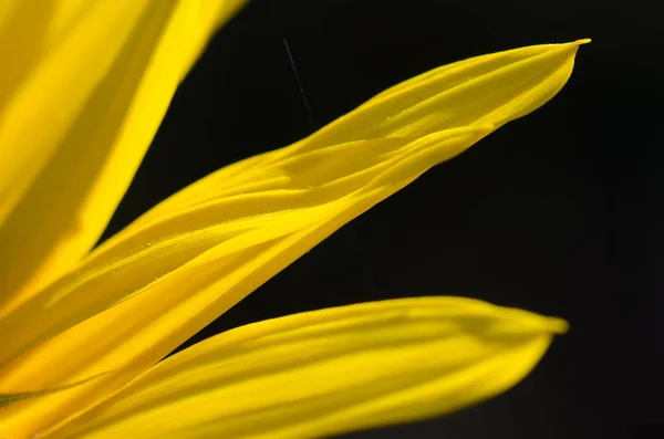 Gele zonnebloem bloemblaadjes tegen een donkere groene achtergrond — Stockfoto