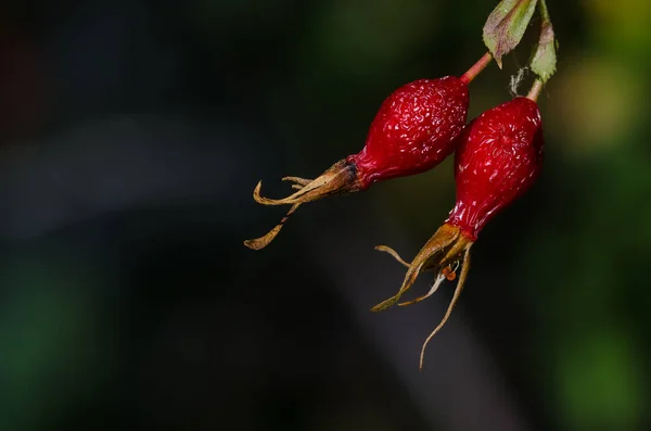 Czerwone owoce jesieni pies Rose Bush — Zdjęcie stockowe