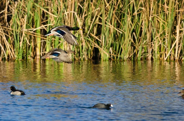Par mulardänder flyger lågt över hösten dammen — Stockfoto