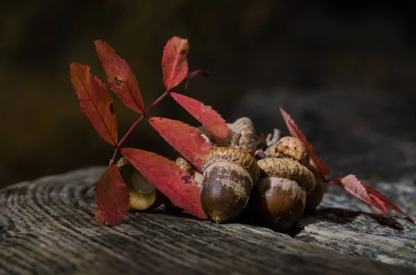 Eikels van de herfst rust op leeftijd en verweerd hout — Stockfoto