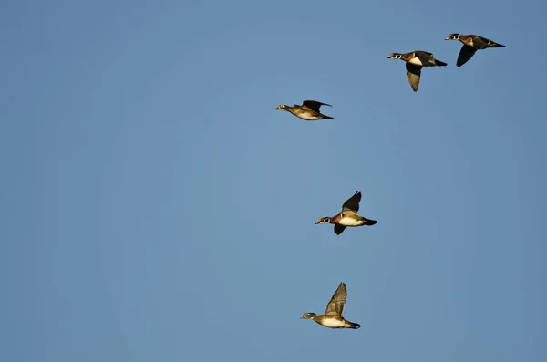 Flock of Wood Ducks Flying in a Blue Sky — Stock Photo, Image