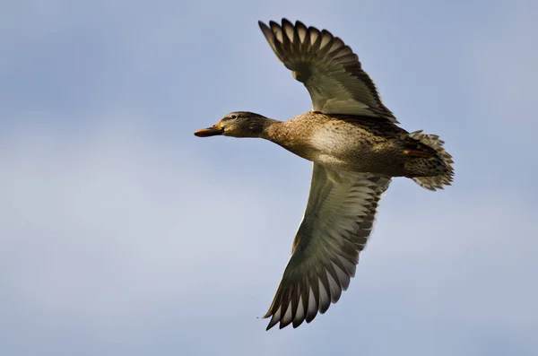 Stockentenweibchen fliegt in blauem Himmel — Stockfoto