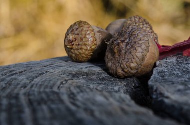 Yaşlı ve yıpranmış ahşap dinlenme sonbaharın meşe palamutları 