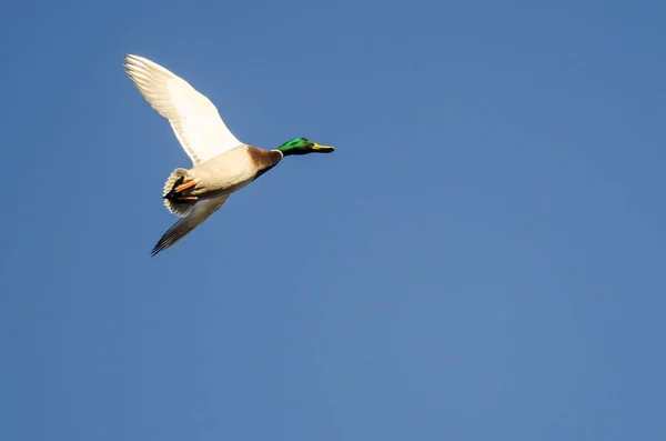 Mavi Gökte Uçan Mallard Ördeği — Stok fotoğraf