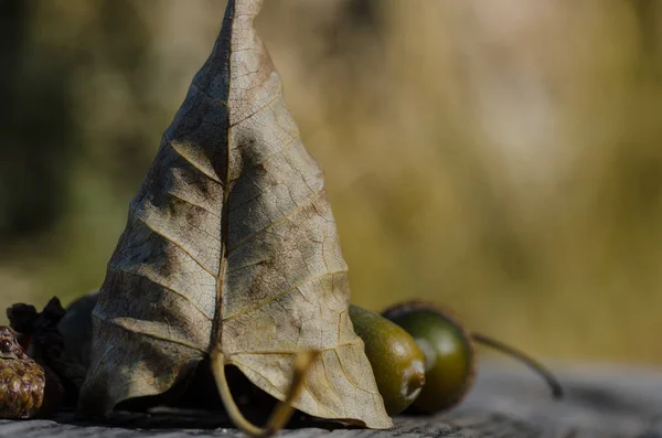 Gedroogde bladeren en eikels van de herfst rust op leeftijd en verweerd hout — Stockfoto