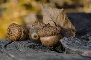 Yaşlı ve yıpranmış ahşap dinlenme sonbaharın meşe palamutları 