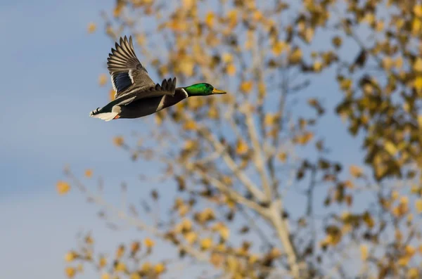 Canard colvert volant au-delà des arbres d'automne — Photo
