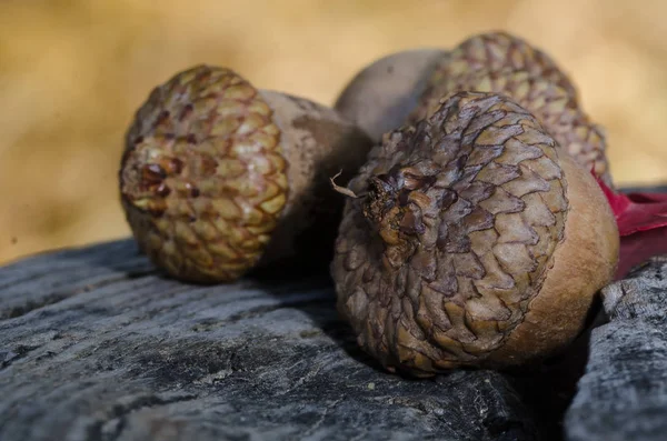 Acorns of Autumn Resting on Aged and Weathered Wood — Stock Photo, Image