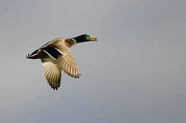 Canard colvert volant dans un ciel nuageux — Photo