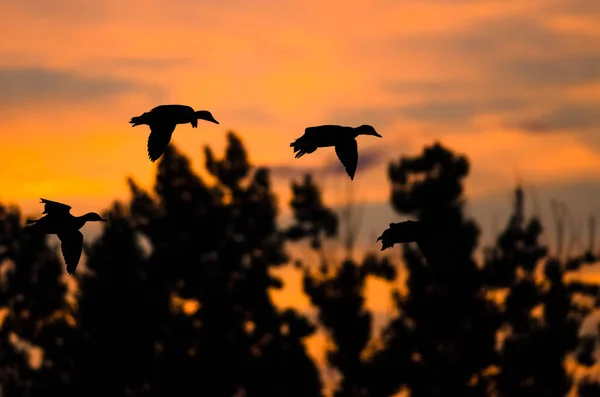 Flock of Ducks Silhouetted in the Sunset Sky As They Flies — Stock Photo, Image