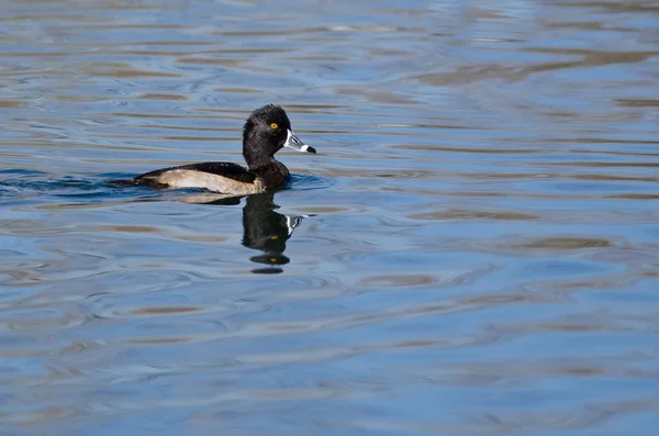 Mannelijke Ring - Necked Duck zwemmen in de wateren nog steeds vijver — Stockfoto