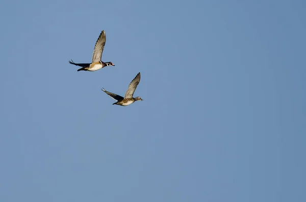 Paire de canards en bois volant dans un ciel bleu — Photo