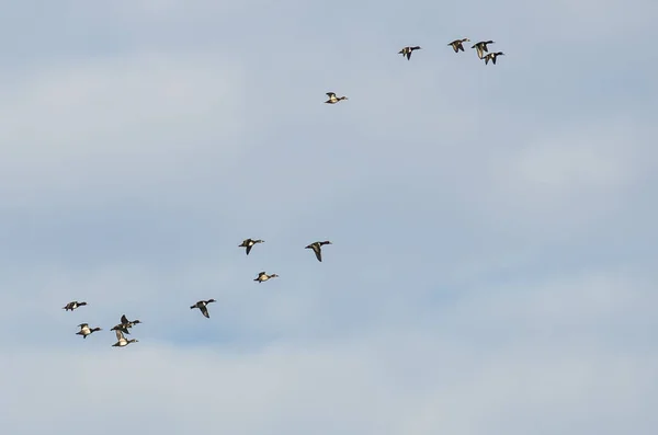 Stado Ring - Necked kaczki pływające w błękitne niebo — Zdjęcie stockowe