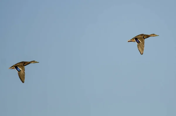 Paire de Canards colverts volant dans un ciel bleu — Photo