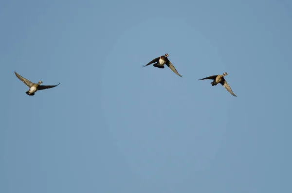 Enten fliegen in einen blauen Himmel — Stockfoto