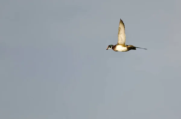 Male Wood Duck Flying in an Overcast Sky — Stock Photo, Image