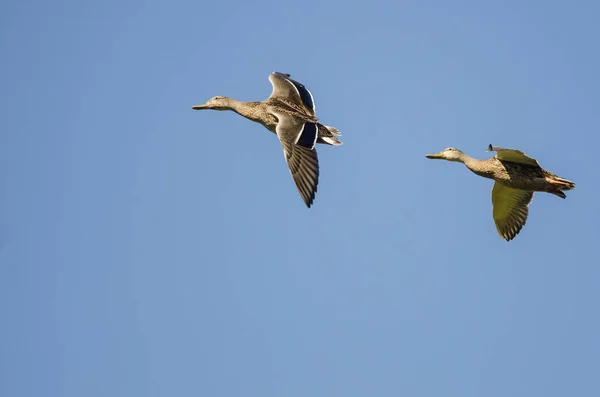 Dos patos Mallard volando en el cielo azul — Foto de Stock